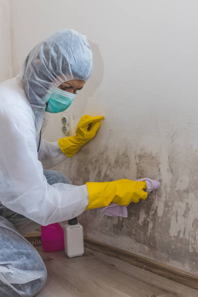 Mold Documentation for Insurance Claims in Shady Cove, OR